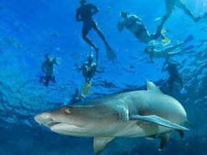 Kuata Island 夸塔島終極鯊魚體驗 - 鯊魚浮潛