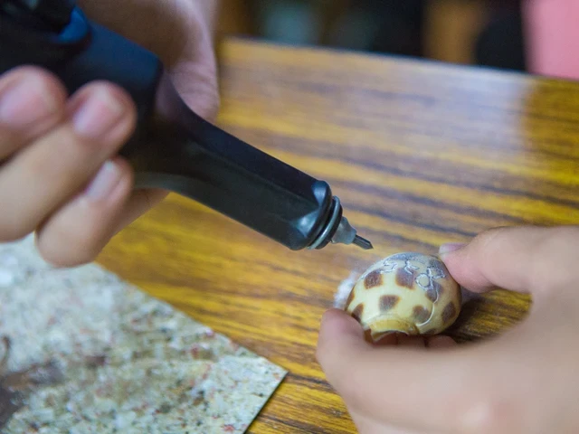 Green Island Hermit Crab
