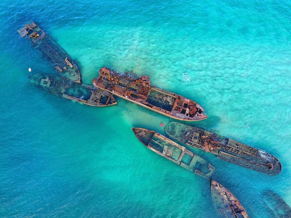 澳洲海豚島